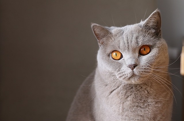 chat gris avec les yeux orange