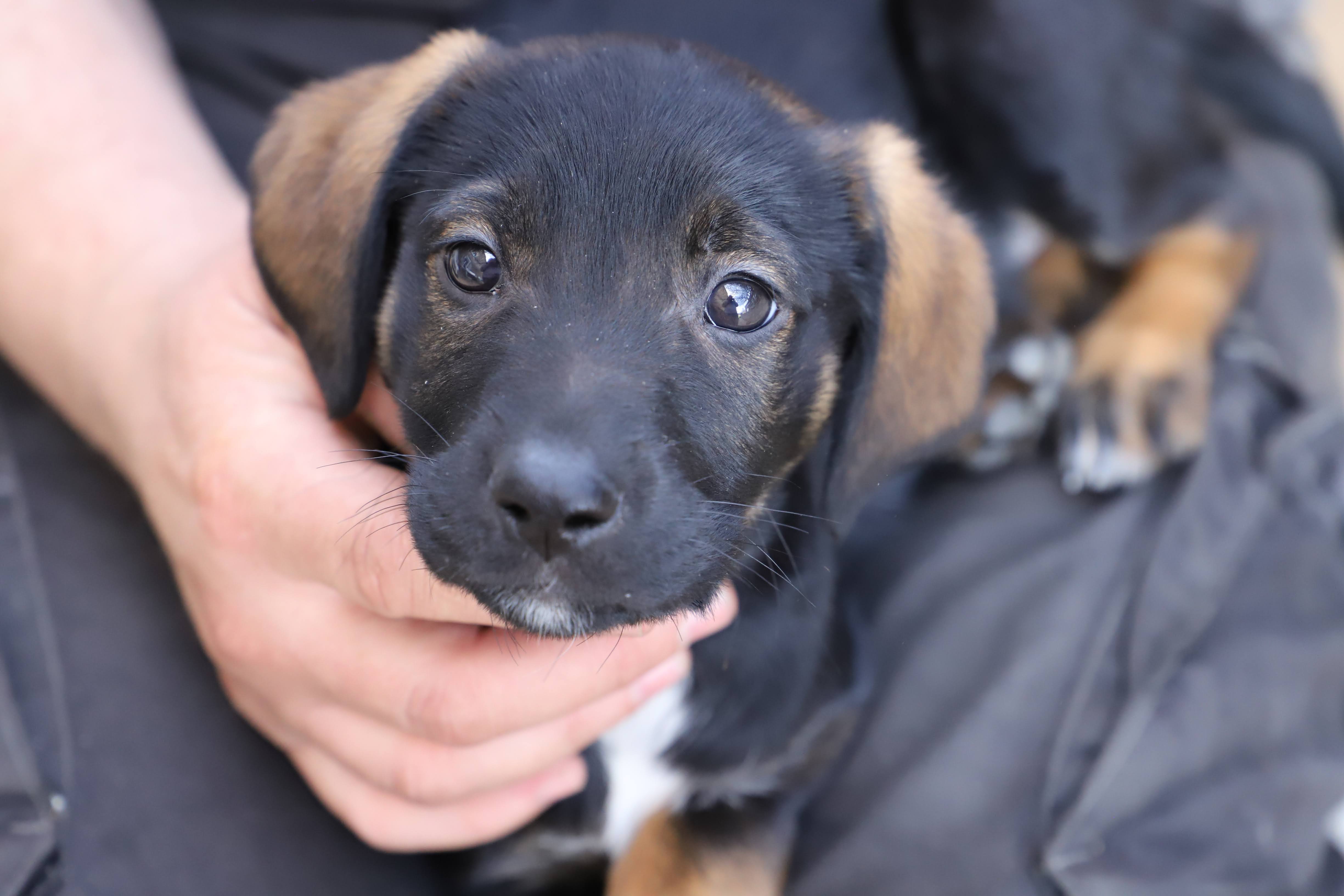 Chiot (moins de 12 mois)