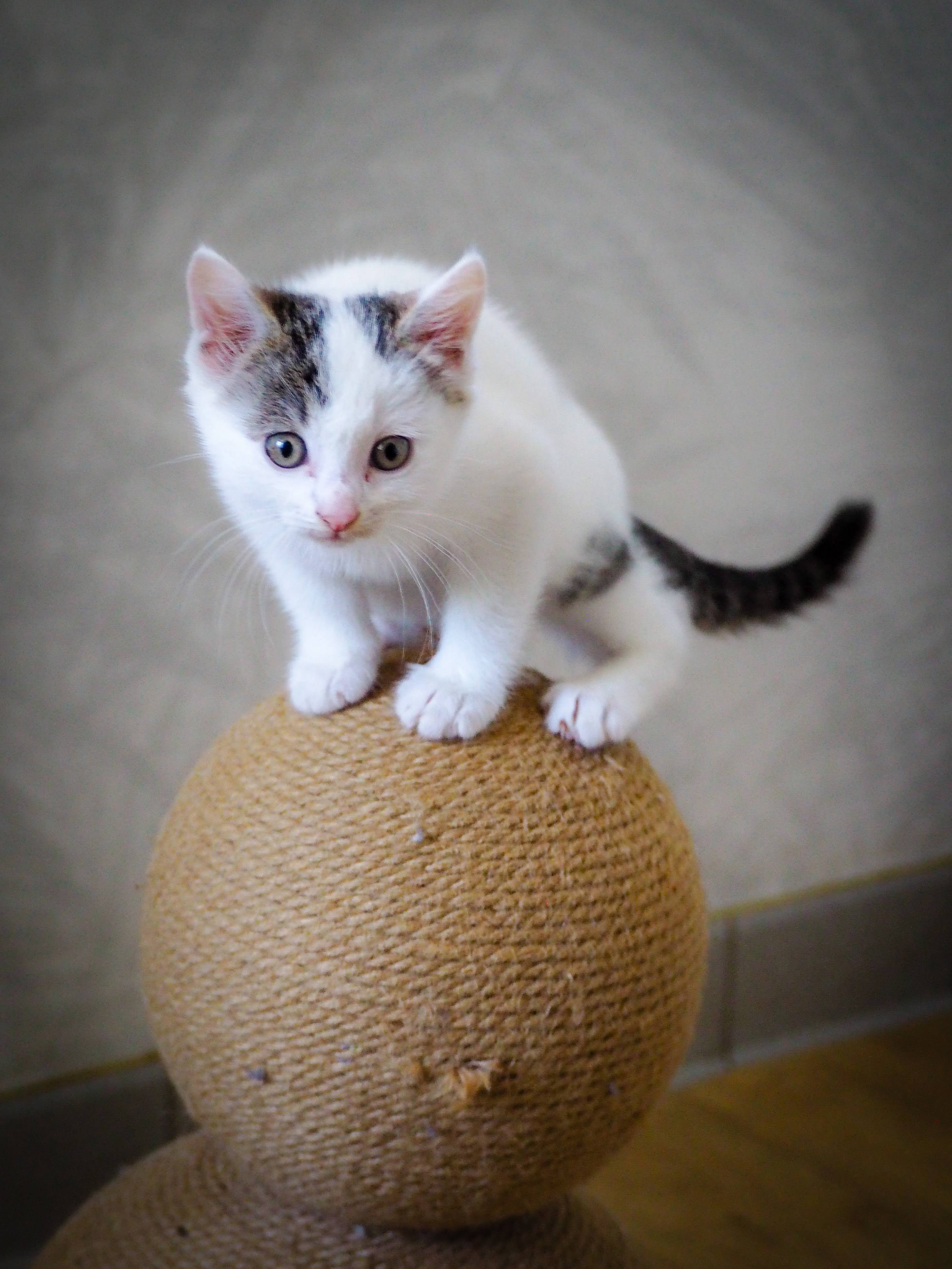 Chaton (moins de 6 mois)