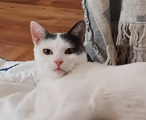 Maya (en famille d'accueil)