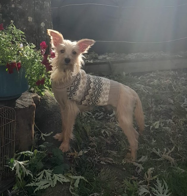 Léon (en famille d'accueil)