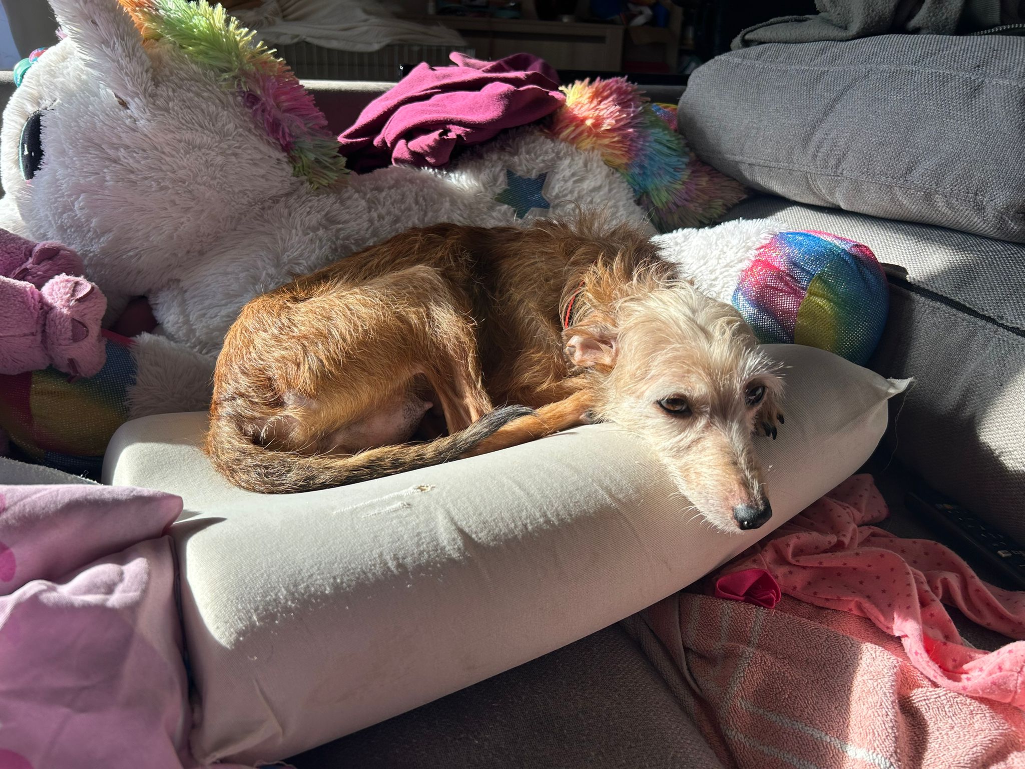 Chance (en famille d'accueil)