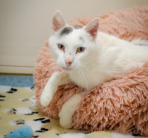 Boo (visible en famille d'accueil)