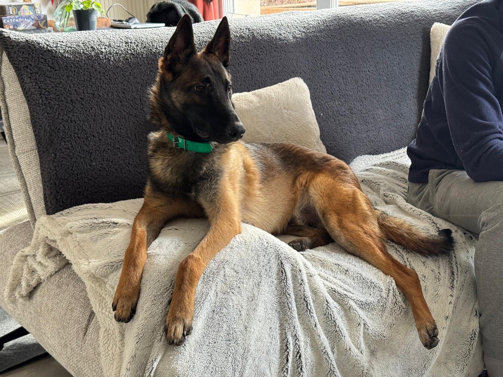 Alix (visible en famille d'accueil)