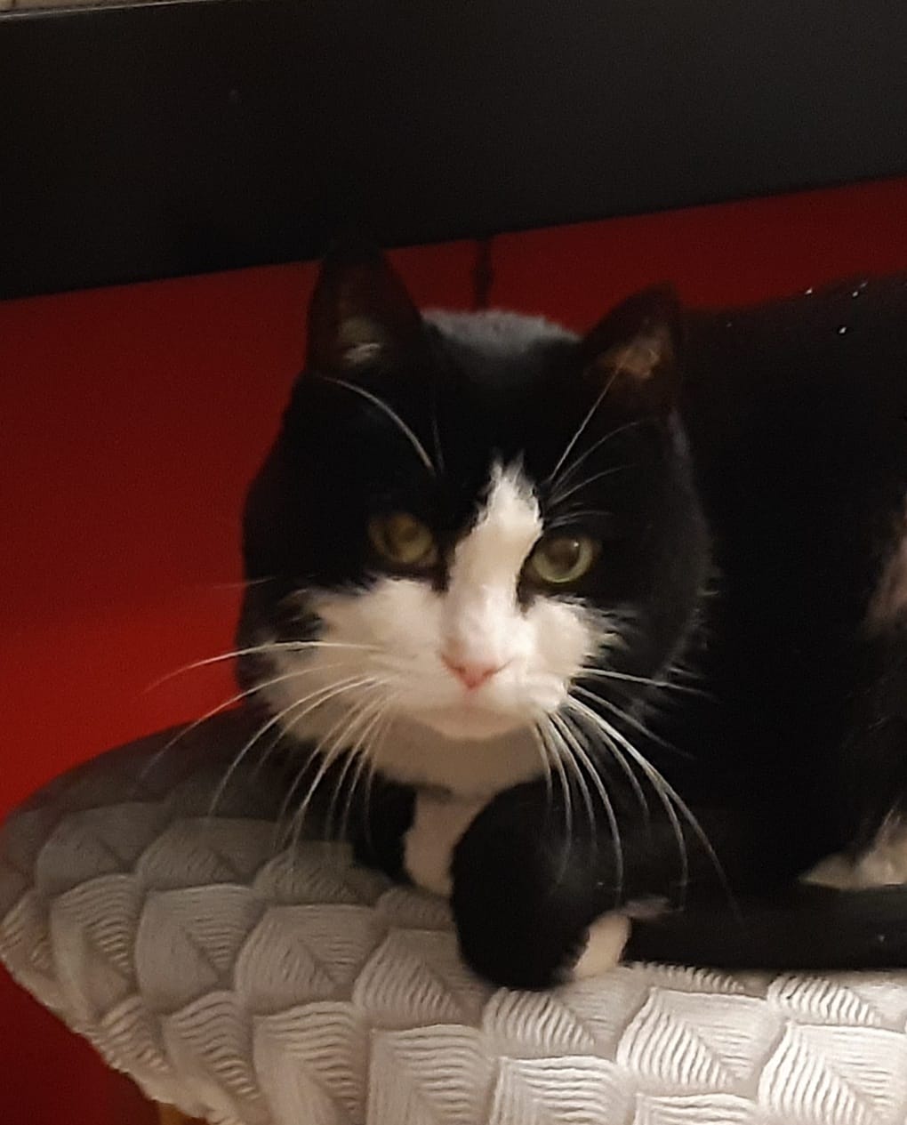 Manouche (visible en famille d'accueil)