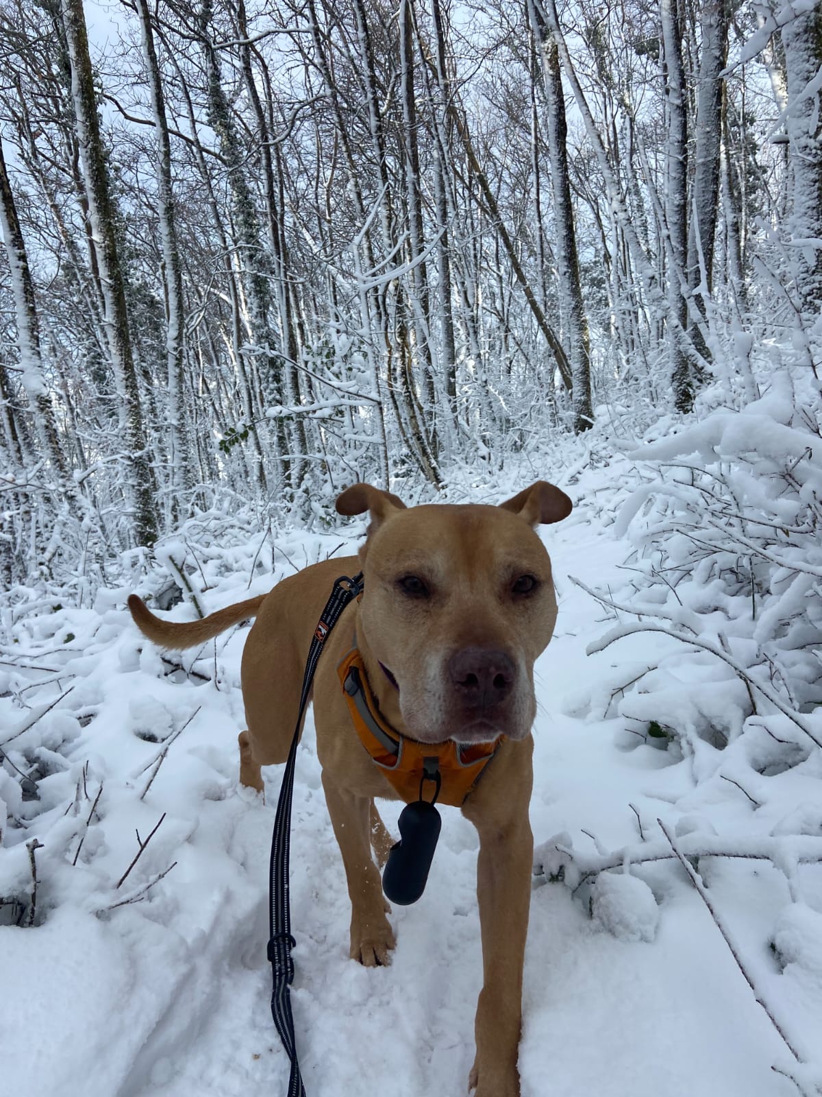 L.A (visible en famille d'accueil)