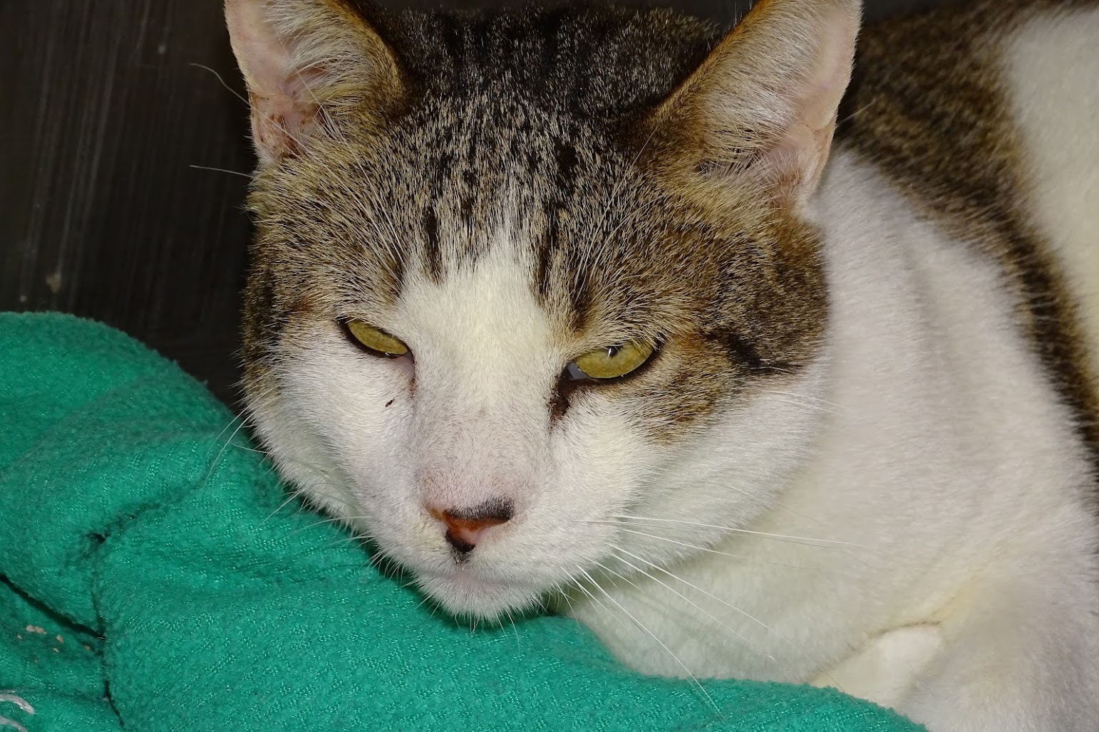 Beau Chat