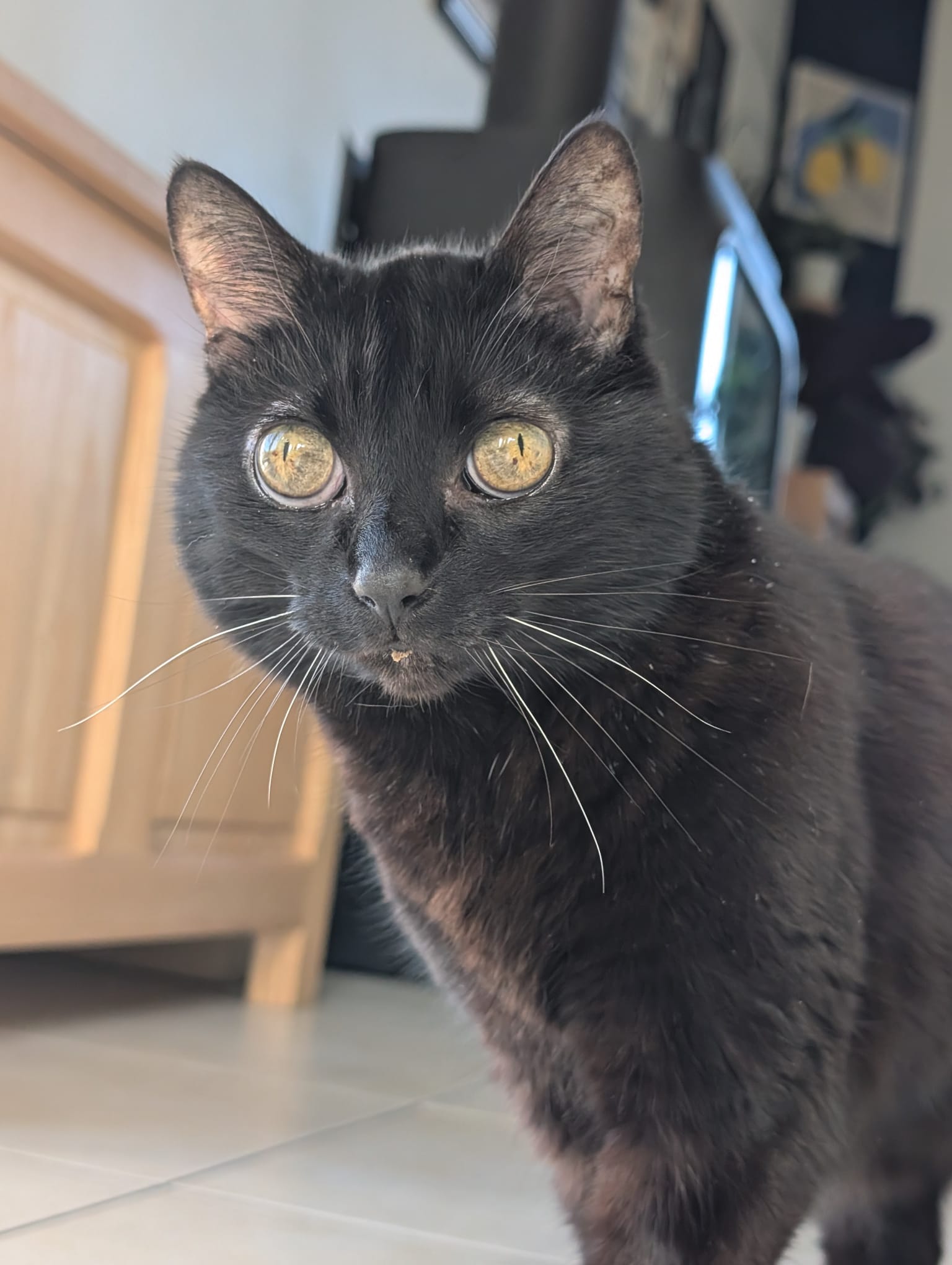 Minette (visible en famille d'accueil)