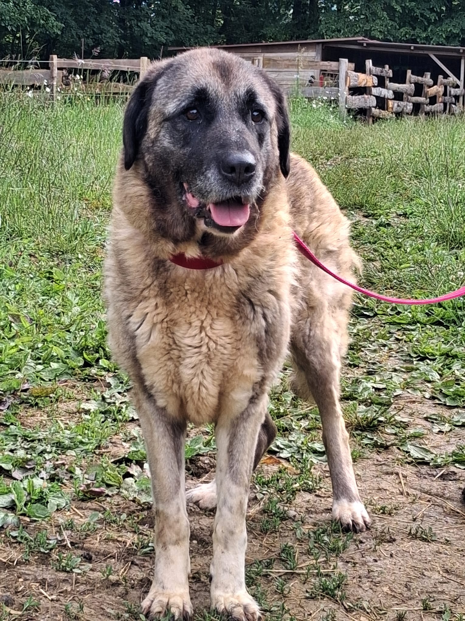 Maya (visible en famille d'accueil)