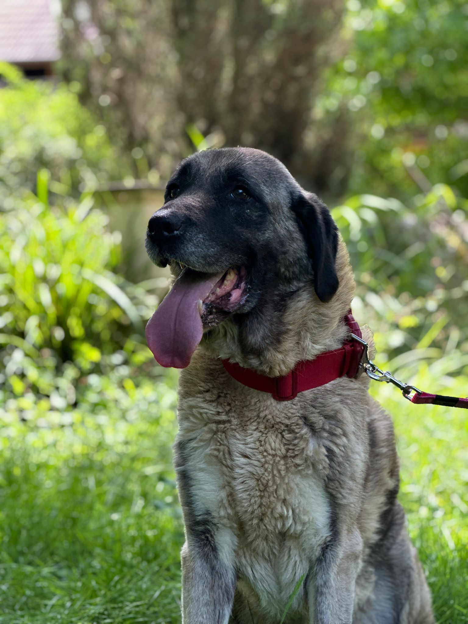 Maya (visible en famille d'accueil)