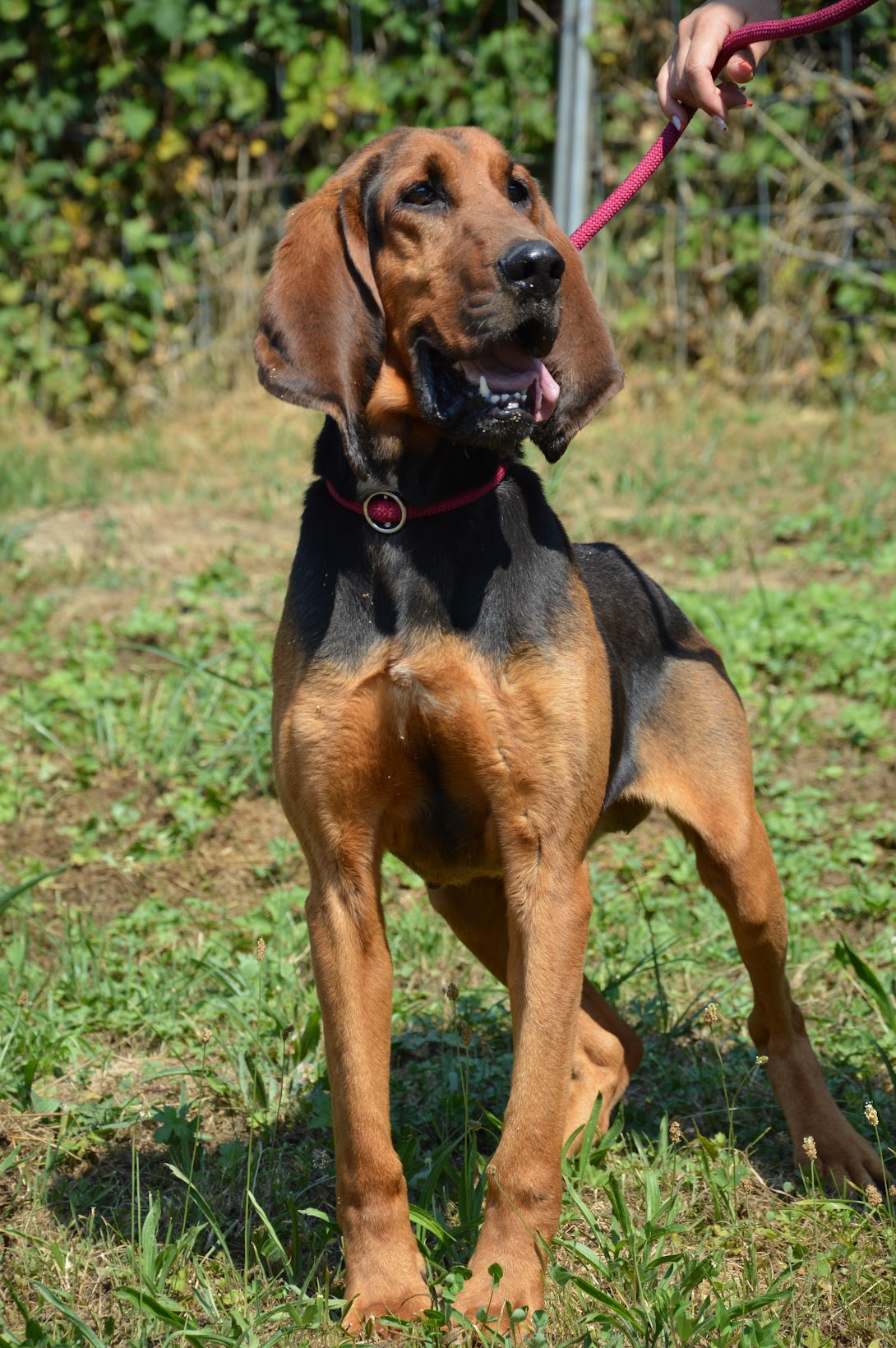 Rex