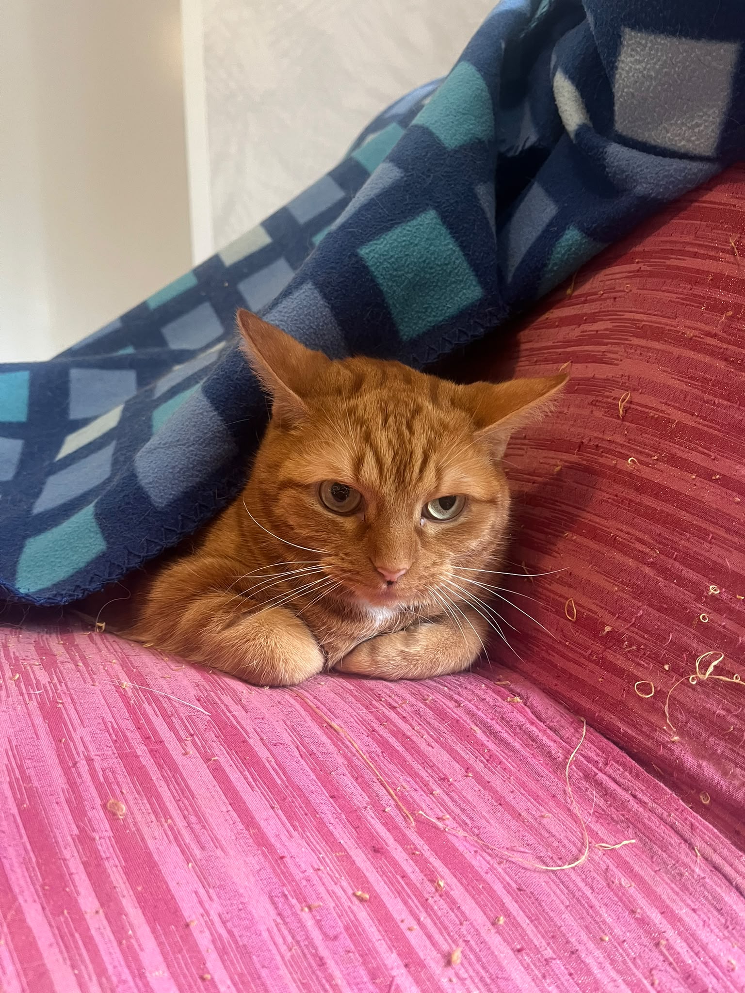 Simba