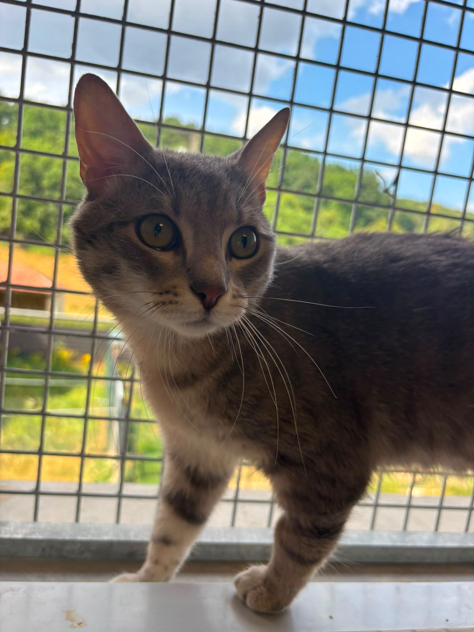 Merlin