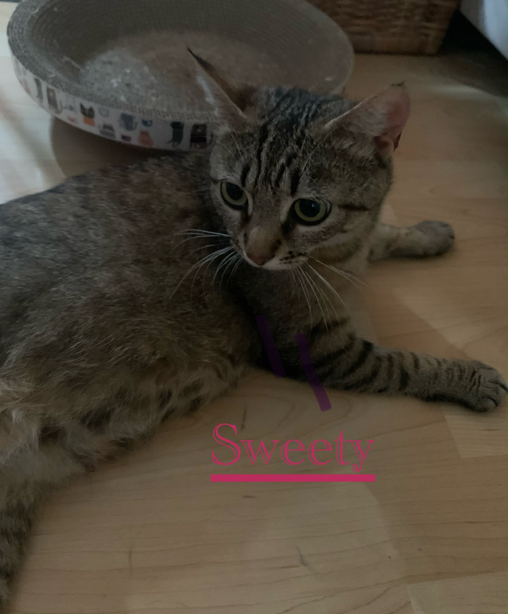 Sweety (visible en famille d'accueil)