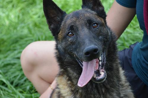 Kovu