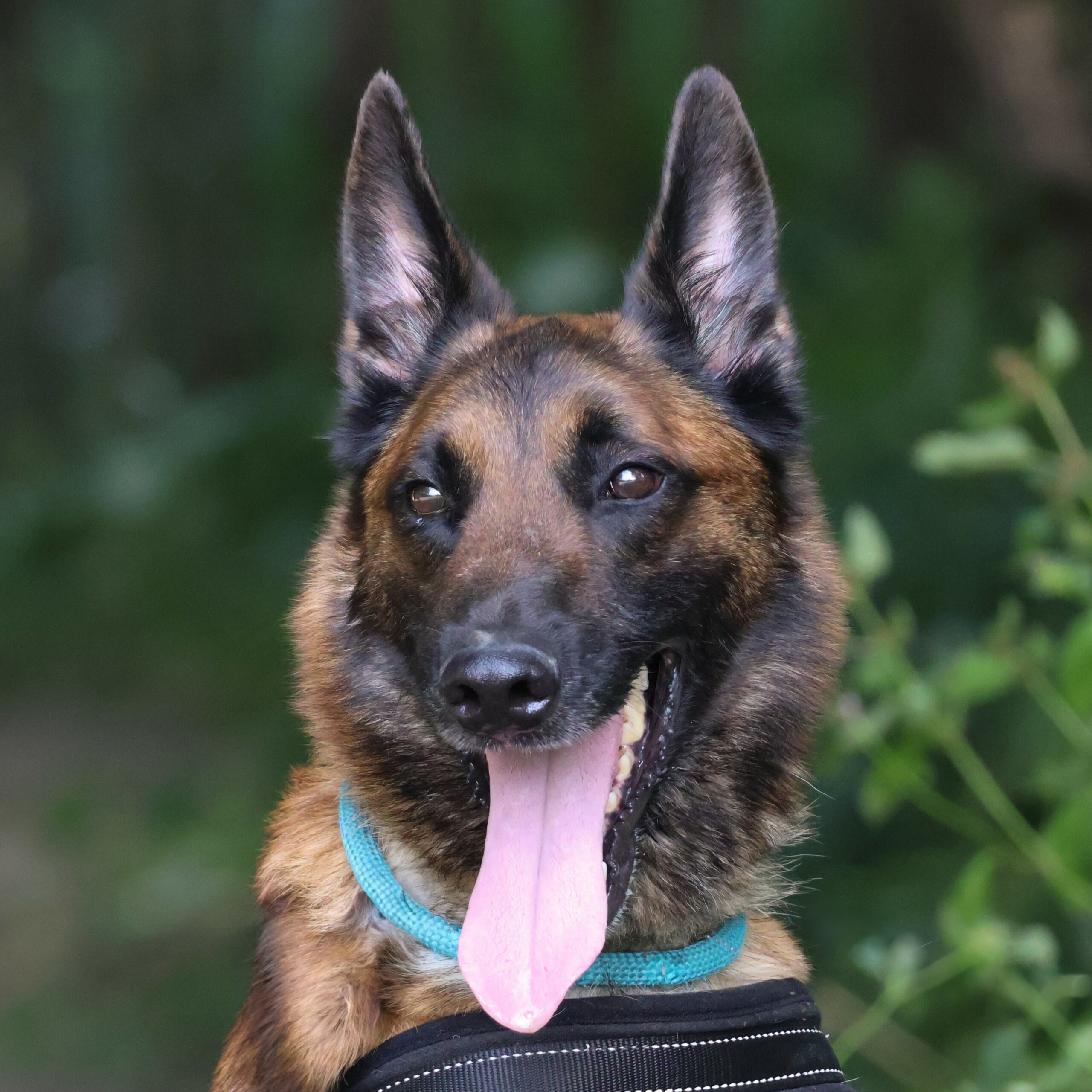 Prince (en famille d'accueil)