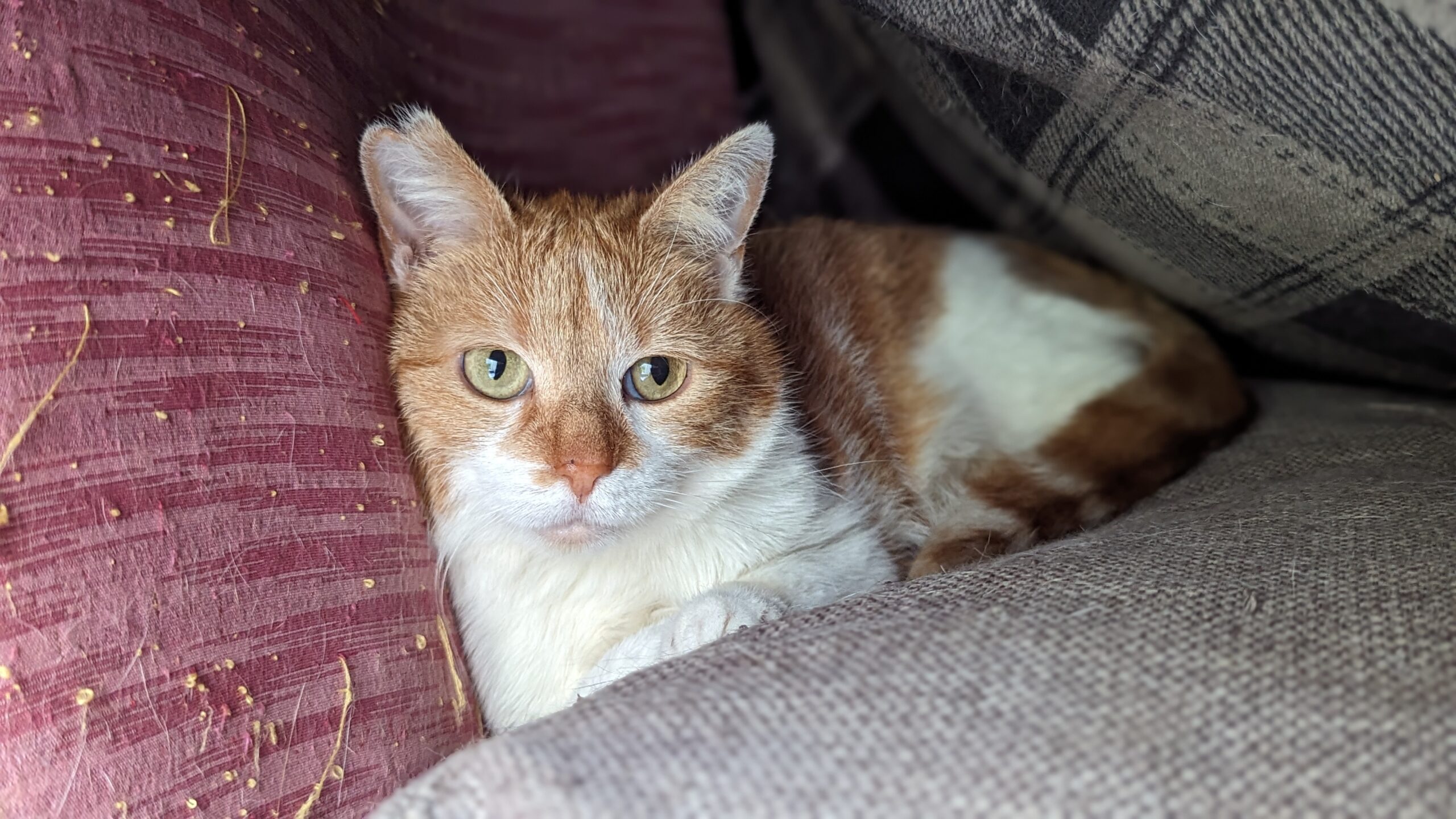 Roupette (famille d’accueil)