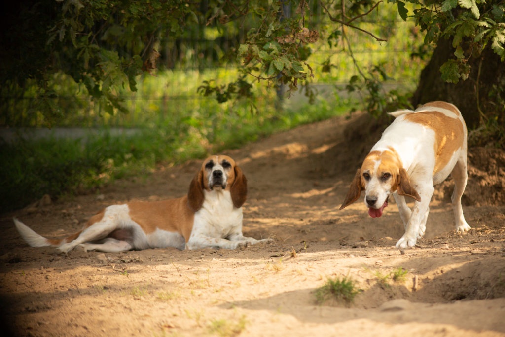 deux chiens qui profitent du soleil dans un parc