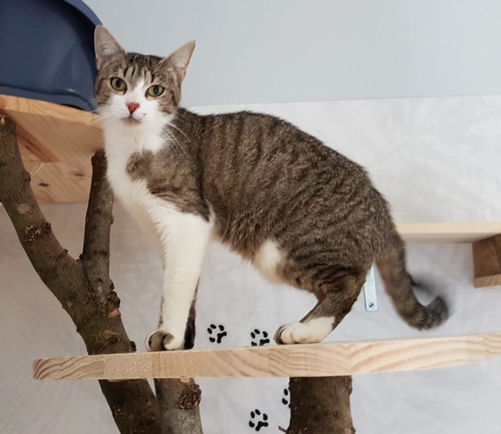 un chat qui grimpe à un arbre dans la chatterie