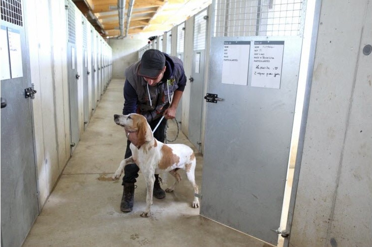 animalier sortant un chien de son boxe