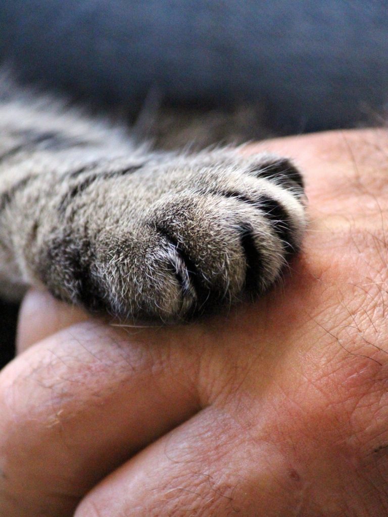 une patte de chat sur une main