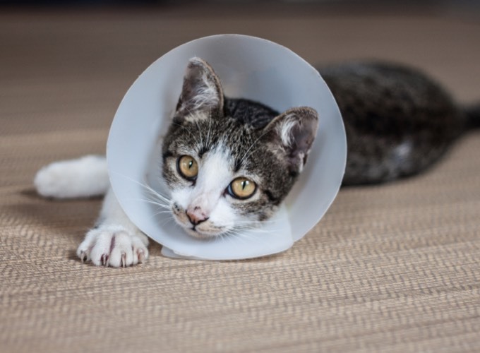 un chaton avec une collerette