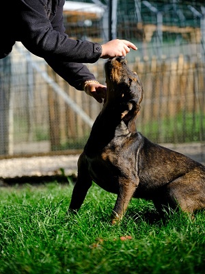 un dresseur recadre un chien