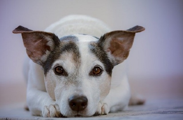 chien couché avec les oreilles en l'air