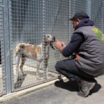 un animaliers qui caresse un chien à travers la grille d'un boxe