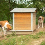 deux chiens dans un parc extérieur