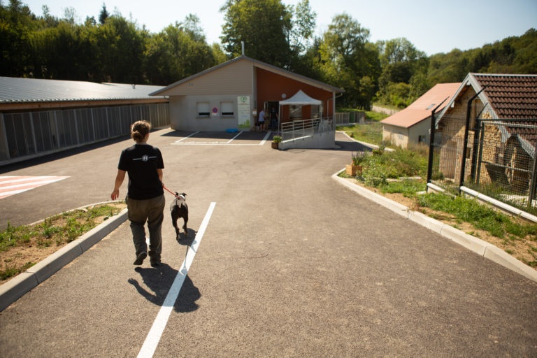 une personne promène un chien