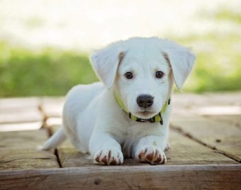 Les indispensables quand on adopte un chien