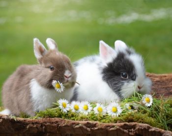 Les indispensables quand on adopte un lapin